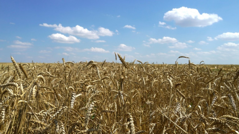 El primer cargamento de grano ucraniano partir&aacute; de Odesa el lunes a las 05H30 GMT