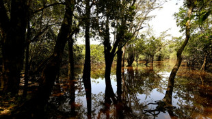Trotz Protest aus Berlin: Br&uuml;ssel h&auml;lt an Start f&uuml;r Gesetz gegen Abholzung fest