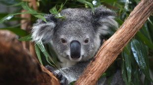 Australia declara a los koalas como especie "amenazada" en su costa oriental