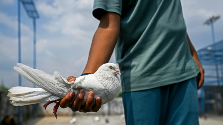 Flight club: Pinching pigeons on the India-Pakistan border