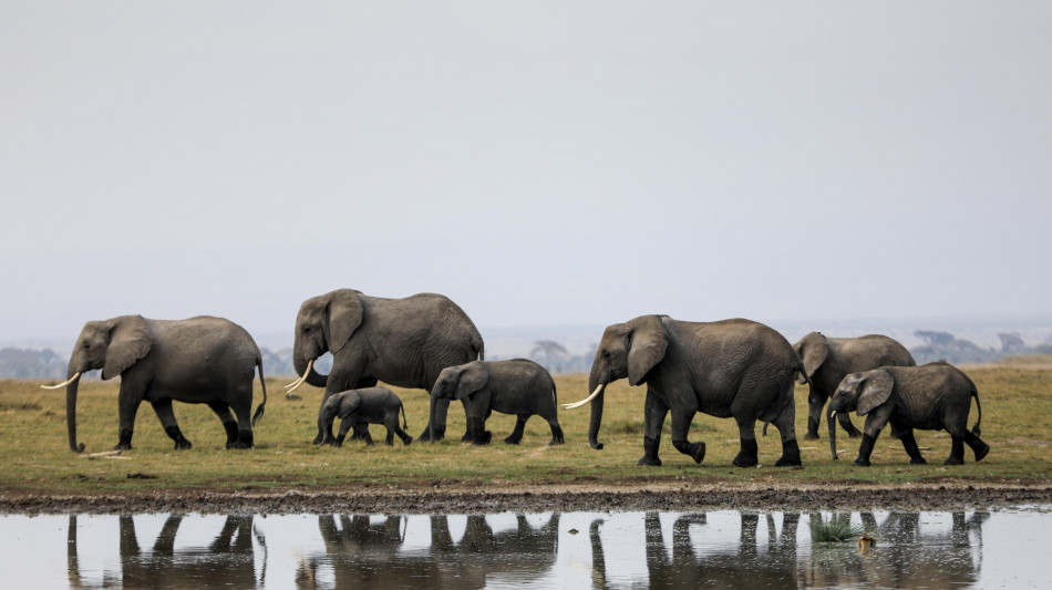  Morto Fred, elefante simbolo della riserva Masai Mara in Kenya 