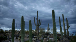 Même les cactus redoutent le réchauffement climatique