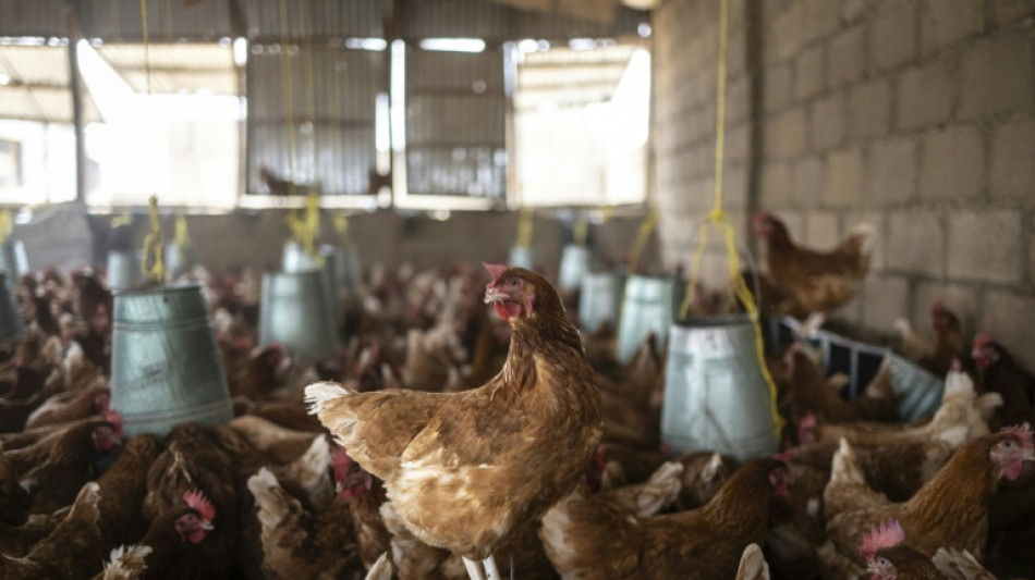 Unbekannte töten und stehlen in Hessen mehr als 50 Hühner
