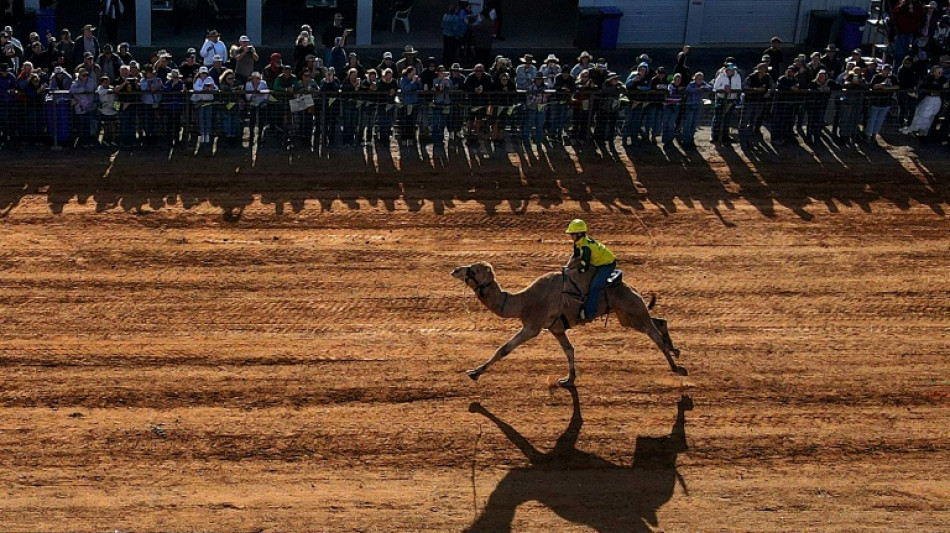  'High-strung' camels race in Australian outback 