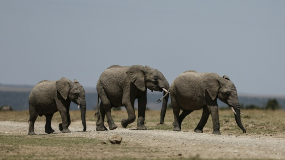  Kenya: le d&eacute;c&egrave;s de 15 &eacute;l&eacute;phants en un mois attribu&eacute; &agrave; l'absorption de cyanure, selon l'enqu&ecirc;te 