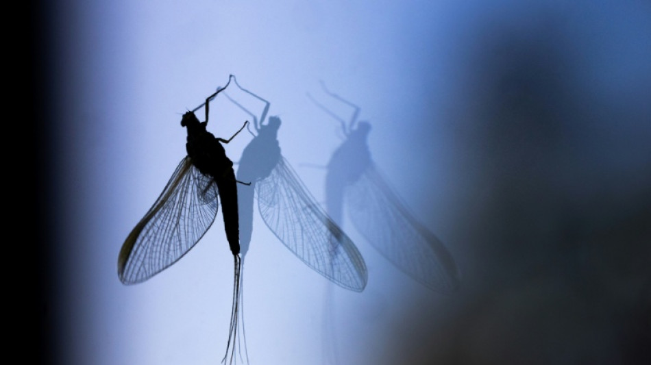  Drivers help study road-trip mystery: what became of bug splats? 