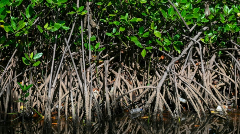 La moiti&eacute; des &eacute;cosyst&egrave;mes de mangrove risquent de s'effondrer