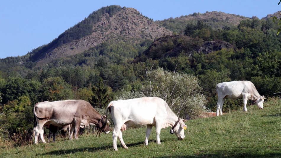  Clima, l'industria della carne Usa sapeva dell'impatto dei bovini dal 1989 