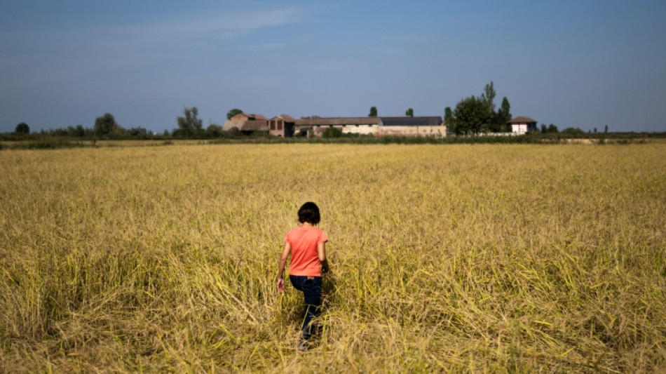  Une rizicultrice italienne mise sur la biodiversit&eacute; pour lutter contre la chaleur 