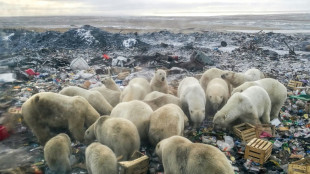 Les déchets alimentaires humains, "une menace" pour les ours polaires