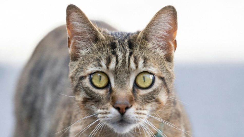  Wuppertal: Feuerwehr und Schornsteinfeger retten in Kaminschacht gest&uuml;rzte Katze 