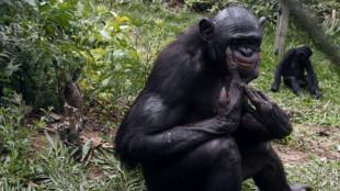 Bonobo-Urgroßmutter bringt nach fast 20 Jahren in Stuttgart Jungtier zur Welt