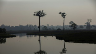 Abholzung im brasilianischen Amazonas-Regenwald im November deutlich gesunken