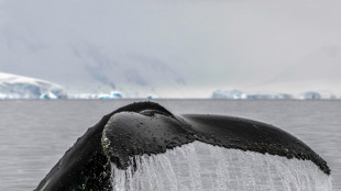 Sur les traces des baleines à bosse dans les eaux glacées de l'Antarctique