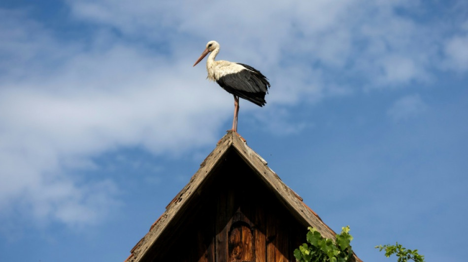  Back in stork: returning birds bring joy to Croatian village 