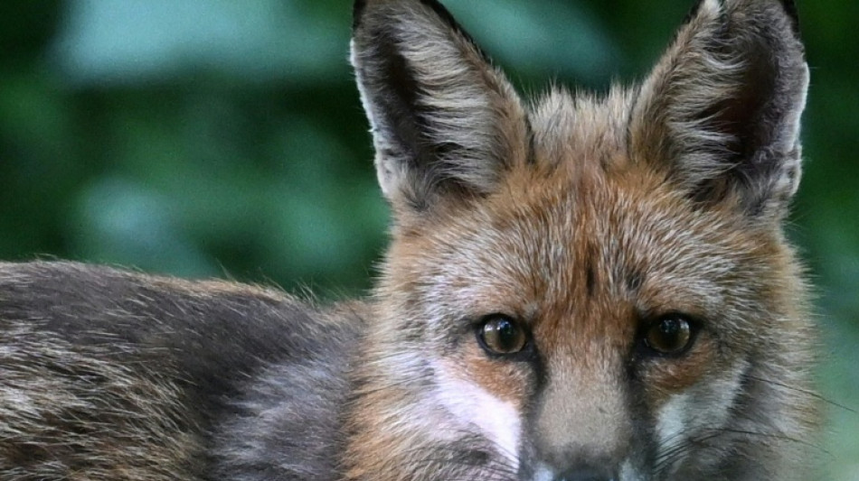  Niedersachsen: Fuchs bei&szlig;t F&uuml;nfj&auml;hrige ins Bein - Tier eingefangen und get&ouml;tet 