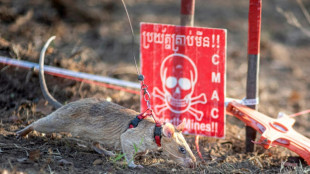 Un ratón en Camboya establece récord de detección de minas