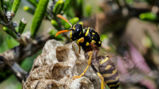 "Justice pour le vivant": l'Etat au tribunal pour l'effondrement de la biodiversit&eacute;