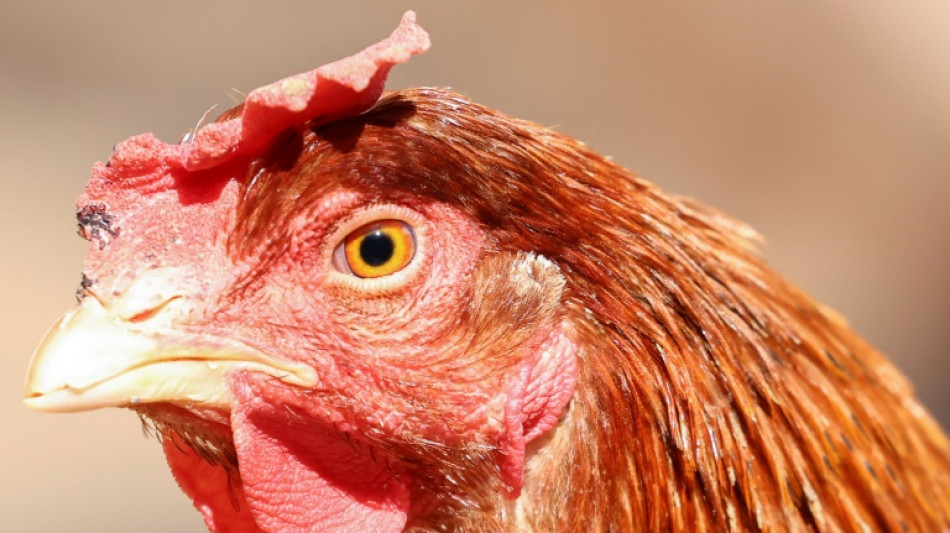Frankreichs Geflügelzüchter müssen Tiere wegen Vogelgrippe einsperren