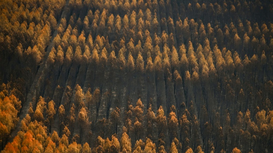  Apr&egrave;s le m&eacute;gafeu de Gironde, la for&ecirc;t entre mesures d'urgence et r&eacute;flexion sur son avenir 