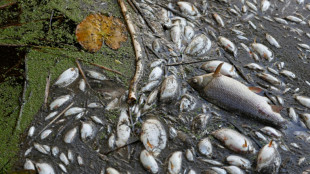 Retiran unas 300 toneladas de peces muertos por contaminaci&oacute;n de r&iacute;o germano-polaco