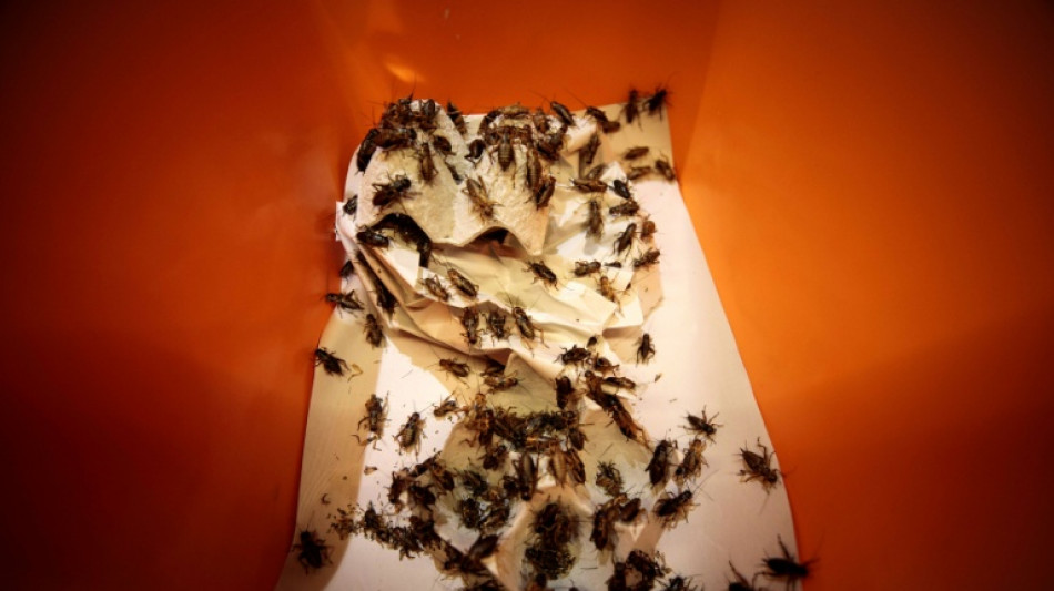  Les grillons sont susceptibles de ressentir la douleur 