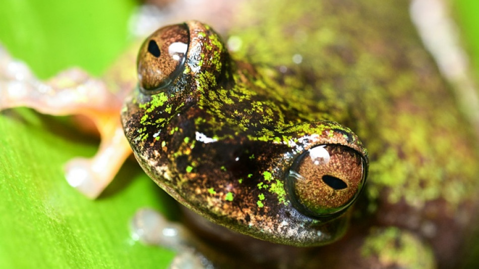  Nocturna y cafetera, la nueva especie de rana descubierta en Costa Rica 