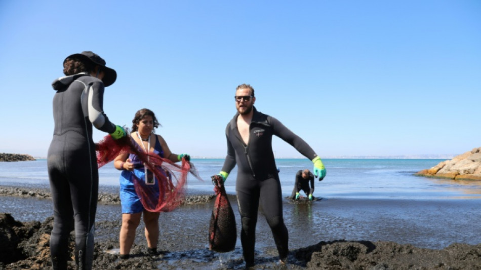 Face à une algue brune invasive, l'Algérie nettoie ses plages 