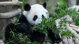 Fossil discovery solves mystery of how pandas became vegetarian