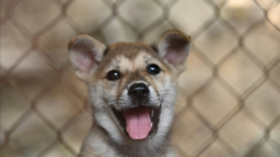  Tiersch&uuml;tzer: Illegaler Heimtierhandel nimmt zu - Hunde am h&auml;ufigsten gehandelt 