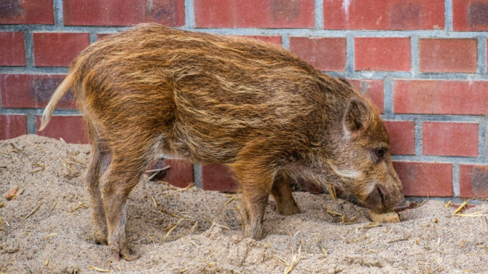 Rheinland-Pfalz: Vermeintlicher Einbrecher entpuppt sich als junges Wildschwein