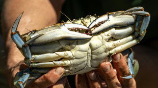 Le crabe bleu, un envahissant crustac&eacute; &agrave; savourer pour mieux le contr&ocirc;ler