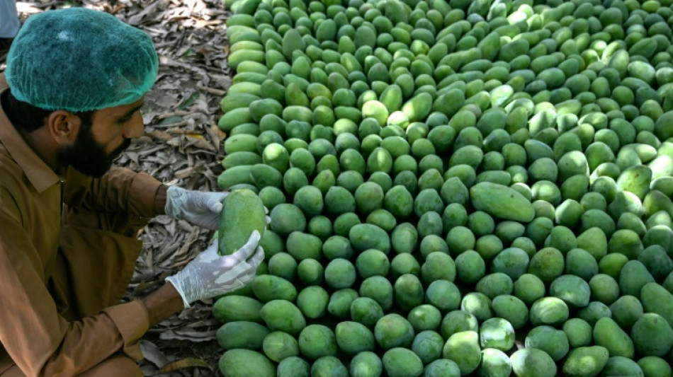  Pakistan's mango exports shrink as Middle East war impacts linger 