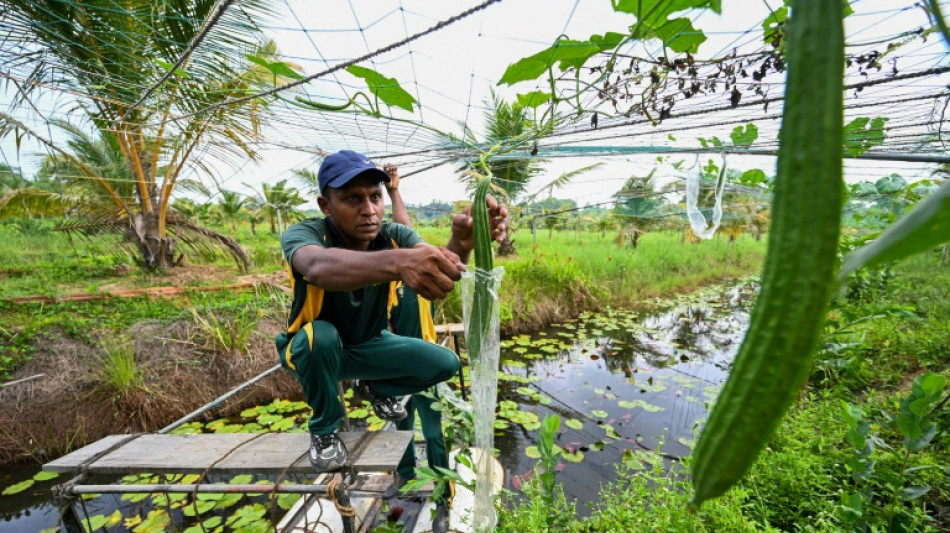 Sri Lanka: la difficile reconqu&ecirc;te des terres agricoles pollu&eacute;es par le sel de mer