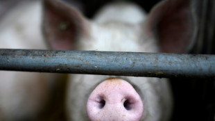 Bauernverband bedauert Ende der Borchert-Kommission für bessere Tierhaltung