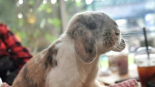 Staatsoper Berlin kann weiterhin lebende Kaninchen auf Bühne einsetzen 