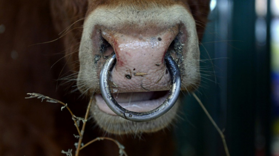 Bullensperma in Mecklenburg-Vorpommern gestohlen: 30.000 Euro Schaden