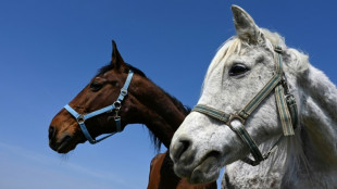 Mindestens fünf Pferde sterben bei Stallbrand in niedersächsischem Melle