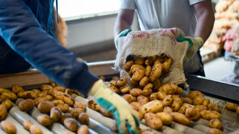  Hitzesommer: Schwache Kartoffelernte in diesem Jahr erwartet  