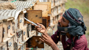 L'emblématique miel du Yémen, victime de la guerre et du climat