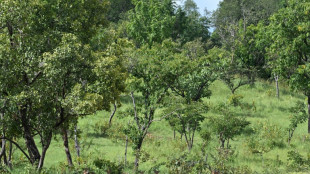 Risky gold rush drives young into Ivory Coast nature park