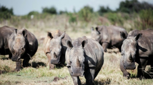 Sud&aacute;frica pierde batalla judicial para impedir exportaci&oacute;n de cuernos de rinoceronte