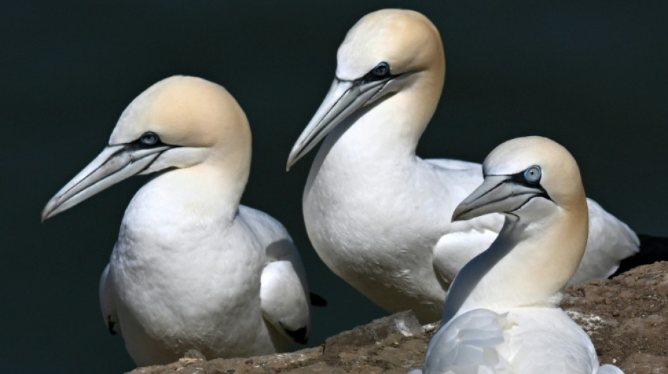  Last Scottish island bird hunt banned after almost 500 years 