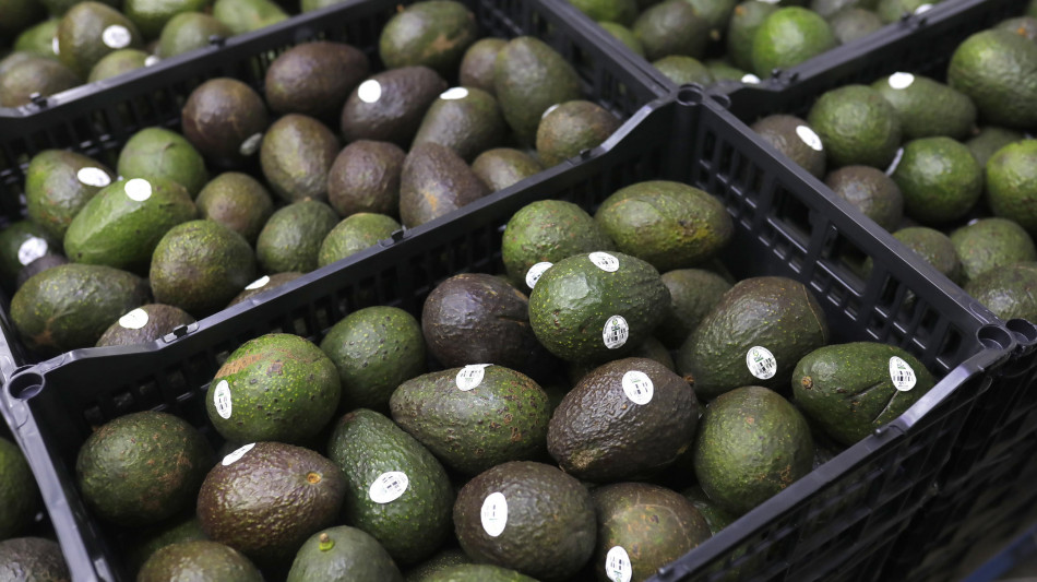  Messico, stretta sul lavoro nero per le esportazioni agricole 