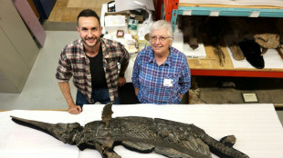 Identifican al "dragón espada", una nueva especie de reptil marino prehistórico