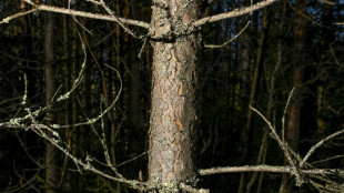 Studie: Europas Wälder zunehmend unter Druck 
