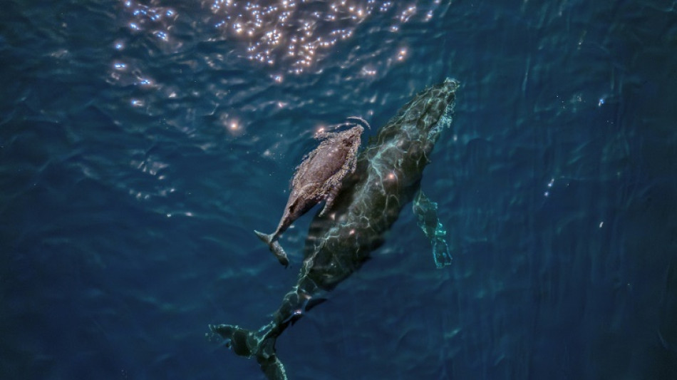 Le secret du chant des baleines caché au fond de leur larynx
