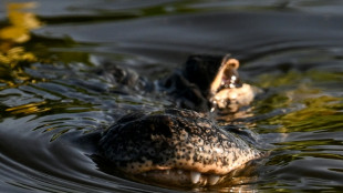 Florida construye el "Alcatraz de los caimanes" para detener a migrantes en los Everglades