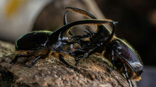 Scarab&eacute;es et cryptomonnaies : gestion innovante des d&eacute;chets en Colombie