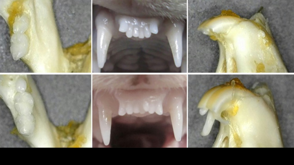 Des chercheurs japonais travaillent sur un m&eacute;dicament faisant repousser les dents
